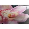Obraz ružový kvet orchidei medzi wellness kameňmi