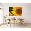 Obraz detail slnečnice