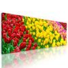 Obraz tulipánový sad