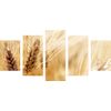 5-dielny obraz detail pšenice