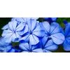 Obraz pôvabné nebesky modré kvety