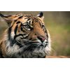 Fototapeta sústredený pohľad tigra