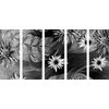 5-dielny obraz nádherné kvety s tajomným pozadím v čiernobielom prevedení