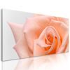 Obraz precízny detail na nádhernú ružu