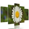 5-dielny obraz krásny lúčny kvet