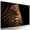 Obraz detail zebrej hlavy