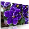 Obraz nádherne kvitnúca fialka
