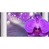 Obraz luxusná orchidea