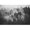 Samolepiaca fototapeta čiernobiele stromy zahalené do hmly