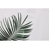 Samolepiaca fototapeta minimalistický list palmy