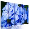 5-dielny obraz krásne nebesky modré kvety