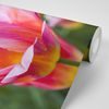 Samolepiaca fototapeta ružovo sfarbené tulipány