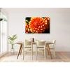 Obraz oranžová dychberúca dália