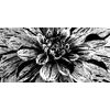 Obraz ohromná dália v čiernobielom prevedení