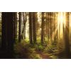 Samolepiaca fototapeta les v ranných lúčoch slnka