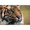 Obraz majestátny tiger