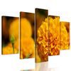 5-dielny obraz oranžový nechtík