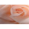 Obraz precízny detail na nádhernú ružu