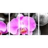5-dielny obraz orchidea a Zen kamene na drevenom pozadí