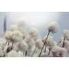 Okúzľujúca samolepiaca tapeta kvety bavlny vo vetre