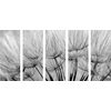 5-dielny obraz presný detail púpavy v čiernobielom prevedení