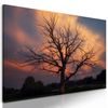 Obraz strom s nádherným pozadím
