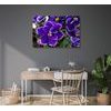 Obraz nádherne kvitnúca fialka