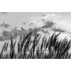 Zaujímavá čiernobiela fototapeta steblá trávy