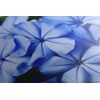 Obraz pôvabné nebesky modré kvety