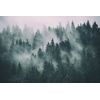 Samolepiaca fototapeta stromy zahalené do hmly