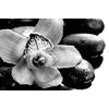 Obraz čiernobiely kvet orchidei
