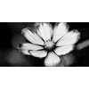 Obraz nežný kvet krasuľky v čiernobielom prevedení