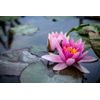 Samolepiaca fototapeta mystický lotosový kvet
