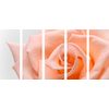 5-dielny obraz precízny detail na oranžovú ružu
