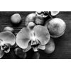 Samolepiaca fototapeta orchidea na zen kameňoch v čiernobielom prevedení