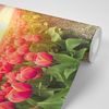 Samolepiaca tapeta východ slnka nad tulipánovým poľom