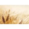 Očarujúca fototapeta detail pšenice