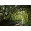 Samolepiaca tapeta cesta do magického lesa
