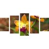 5-dielny obraz unikátna zlatá orchidea