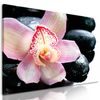 Obraz ružový kvet orchidei