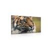 Obraz majestátny tiger