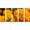 5-dielny obraz oranžový nechtík