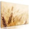 Obraz detail pšenice