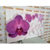 Obraz orchidea na elegantom pozadí