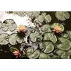Fototapeta rybník s lotosovými kvetmi