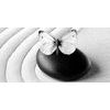 Obraz nádherný biely motýľ na Zen kameni v čiernobielom prevedení