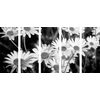 5-dielny obraz krása rozkvitnutých sedmokrások v čiernobielom prevedení