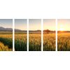 5-dielny obraz nekonečné pšeničné polia