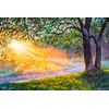 Samolepiaca tapeta prebúdzajúci sa ranný les