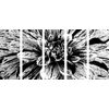 5-dielny obraz ohromná dália v čiernobielom prevedení
